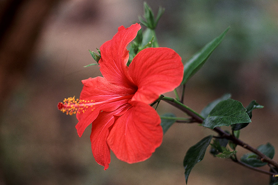 hibiscus rosso