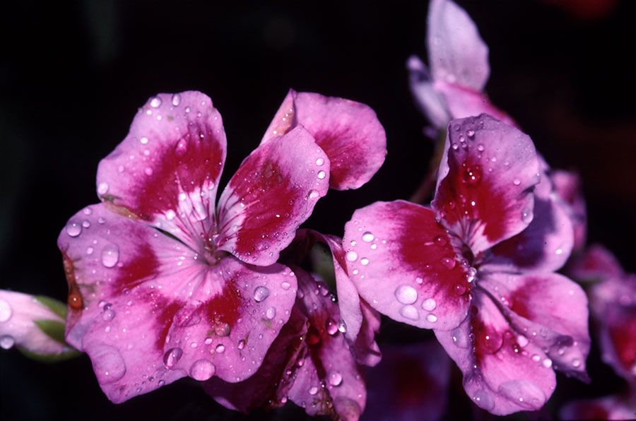 impatiens fucksia