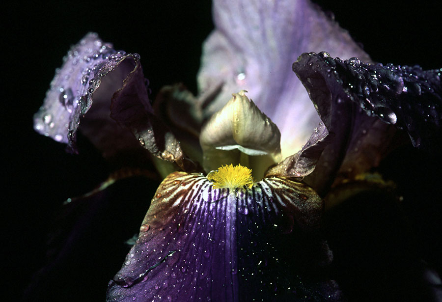 iris viola