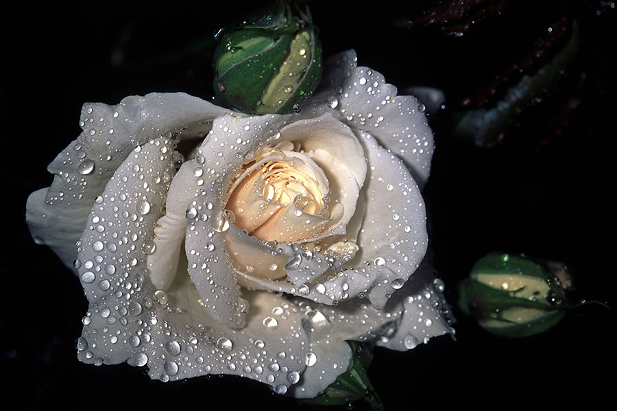 rosa bianca