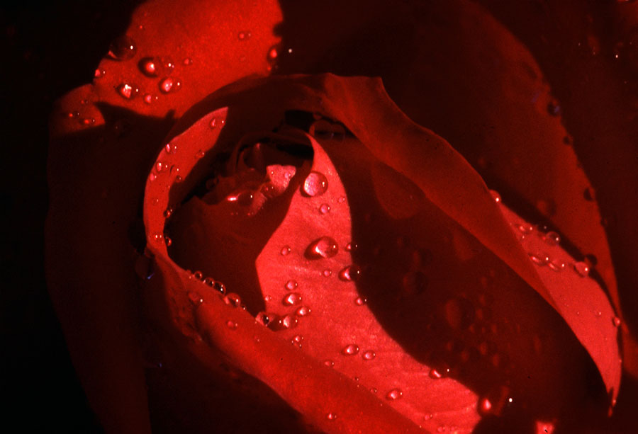 rosa rossa