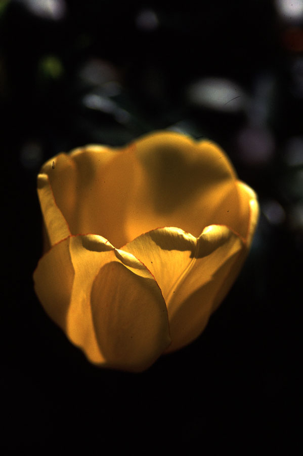 tulip giallo