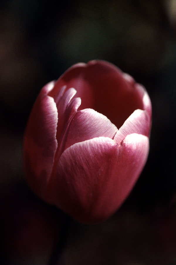 tulip rosa