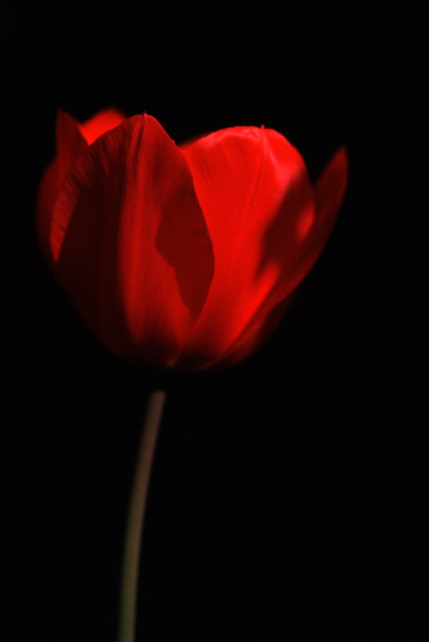 tulip rosso