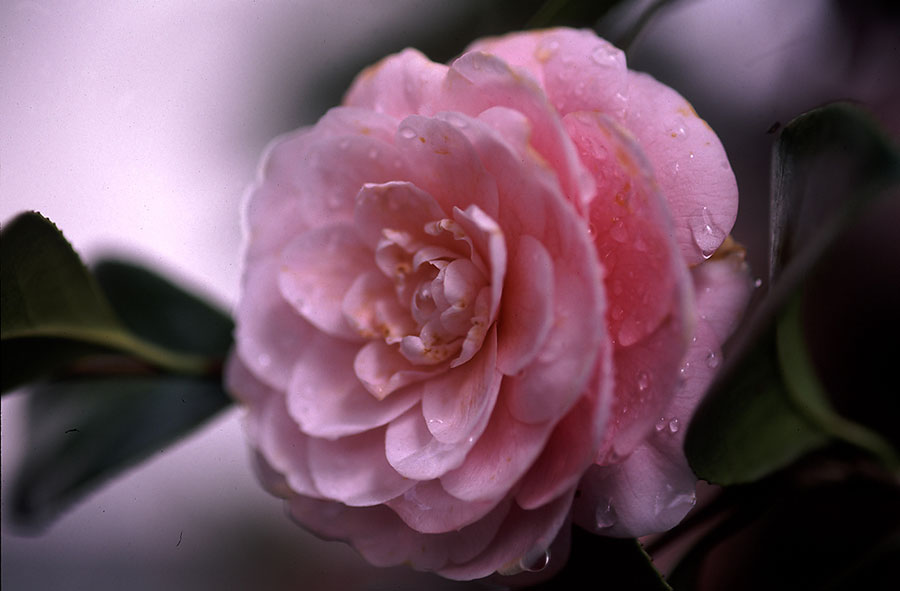 camelia rosa 2