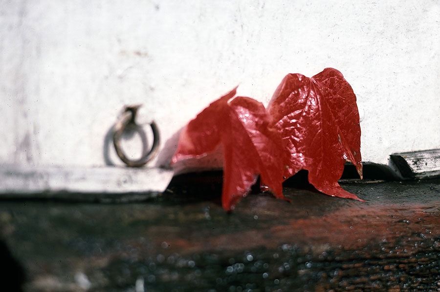 les feuilles mortes