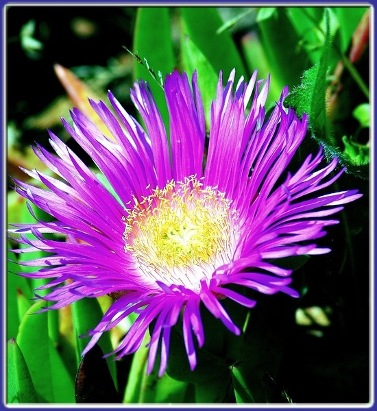 I Colori Dei Fiori