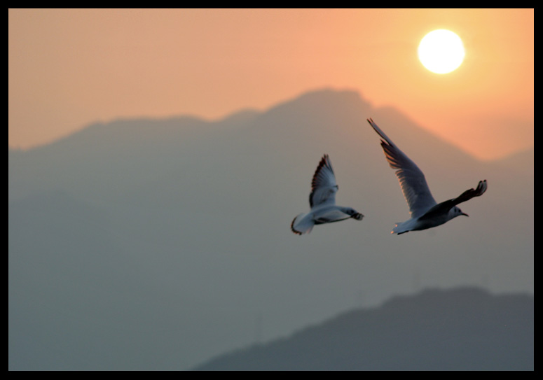 Gabbiani al tramonto