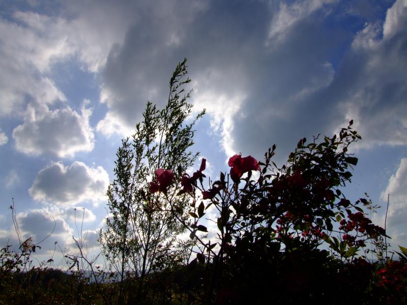 Controluce