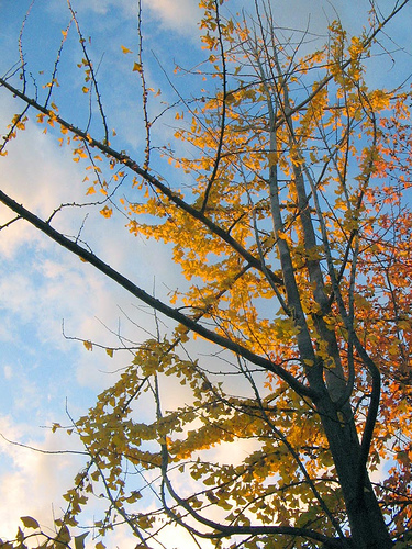 ginko