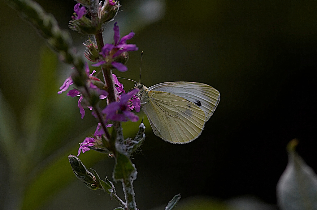 Farfalla