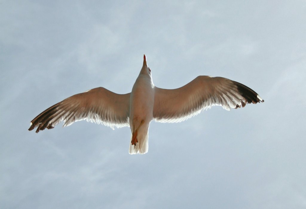 Gabbiano