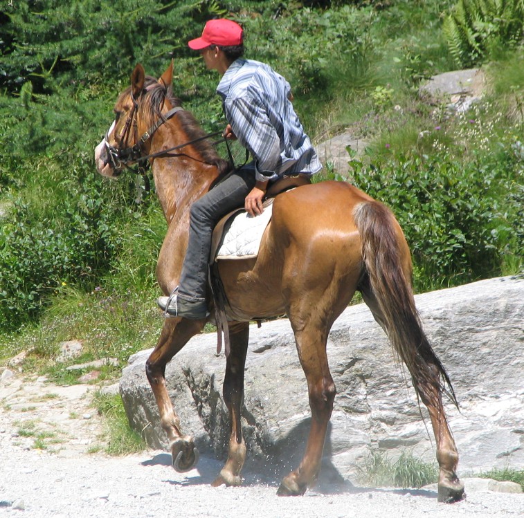 Crop Cavallo
