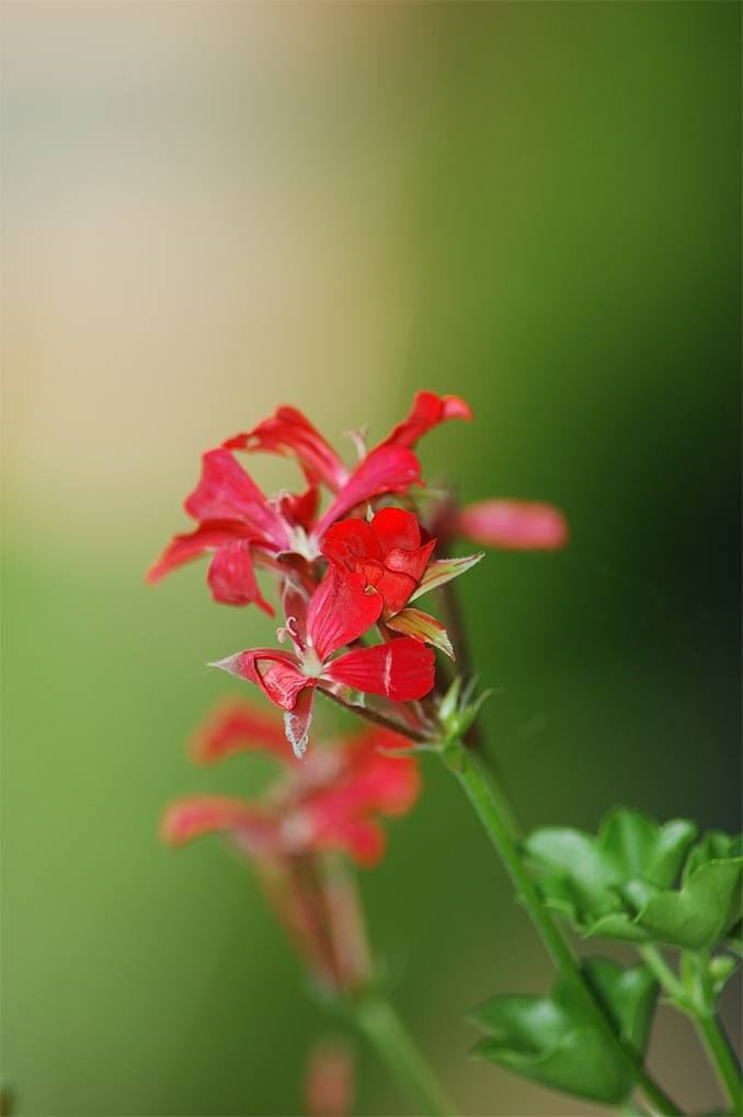 fiori