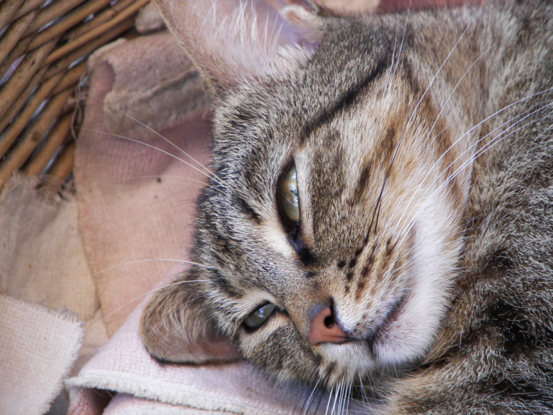 Gatto pensatore