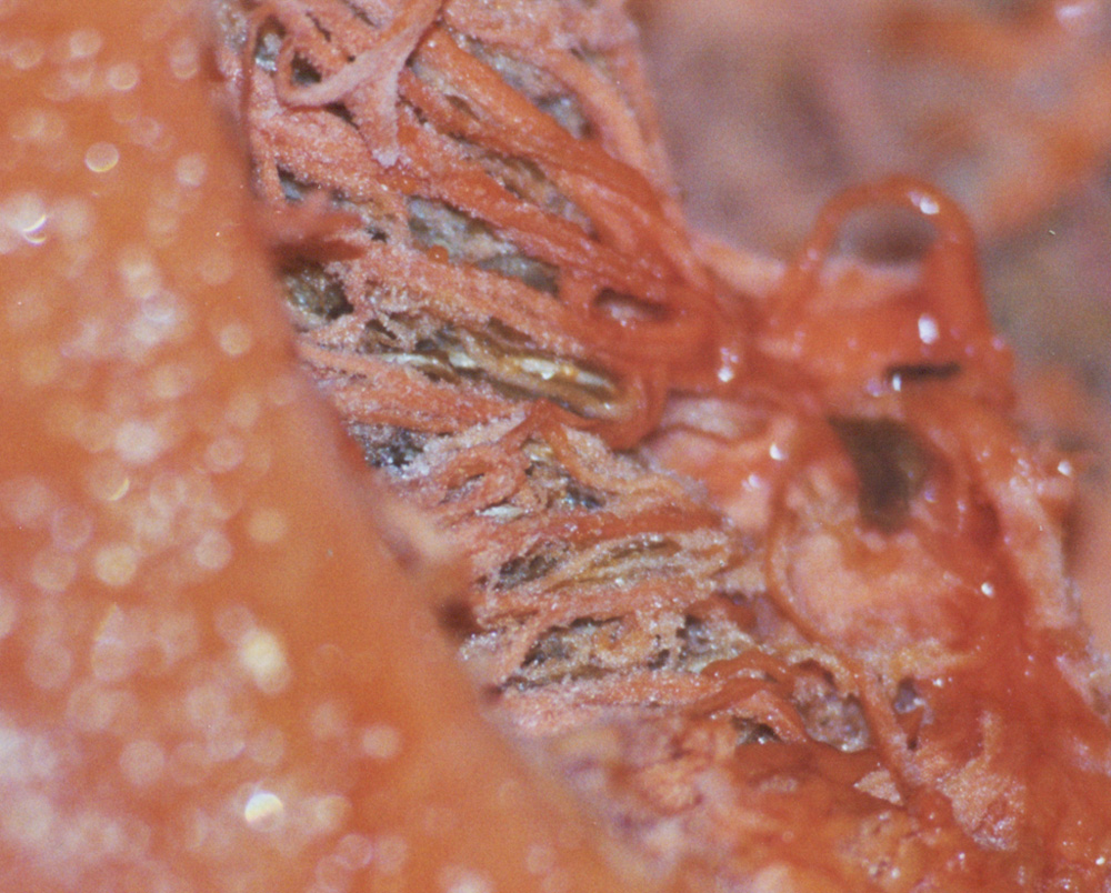 Arancione