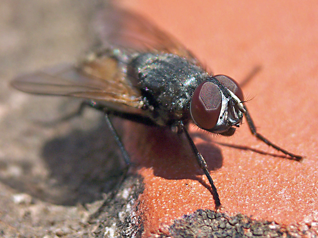 Mosca