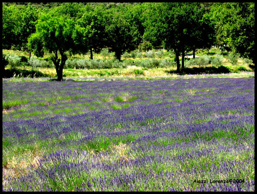 Campo di lavanda