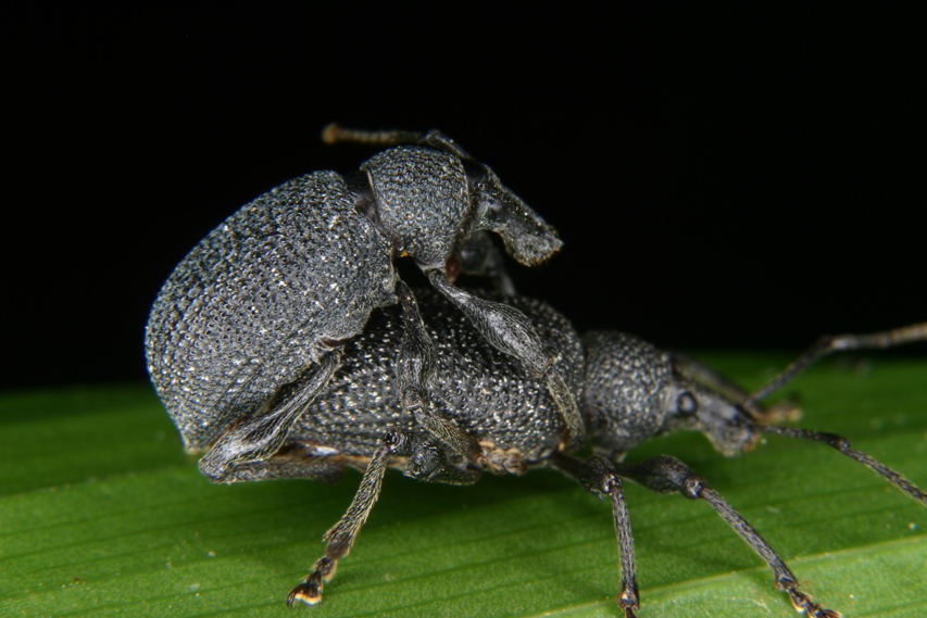 MacroSex