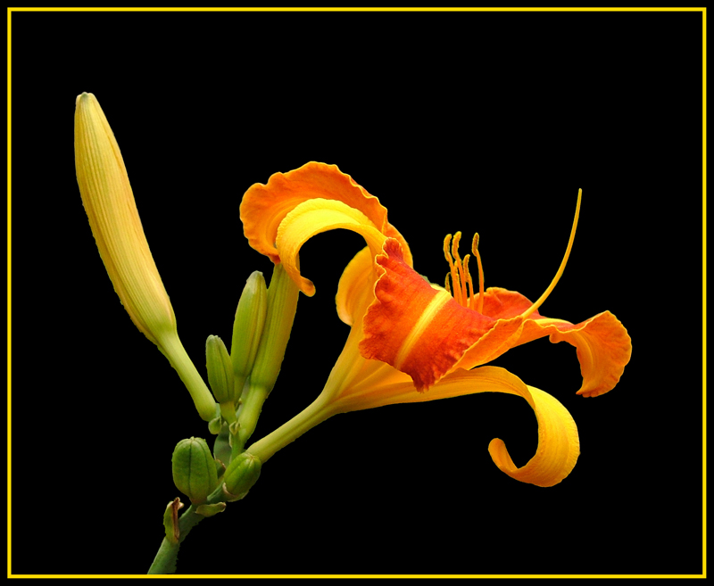 fiore still life
