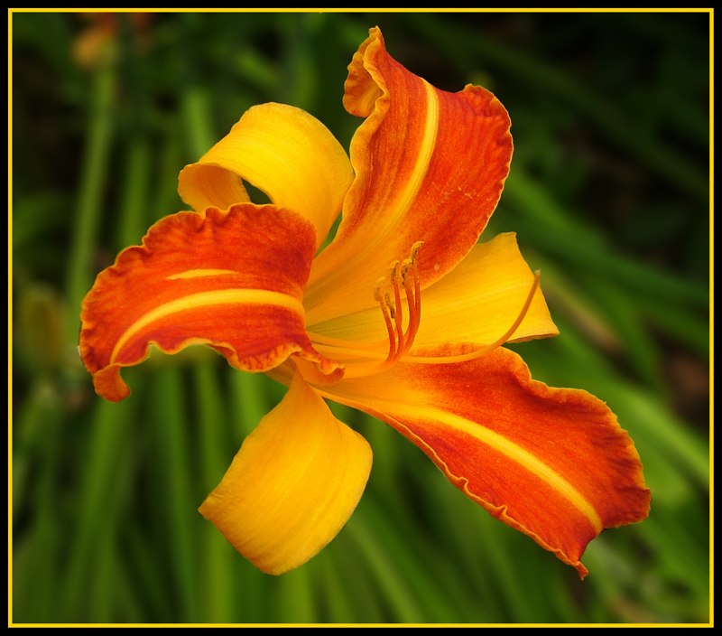 Macro fiore