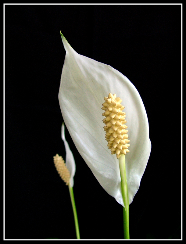 Macro Calla 2