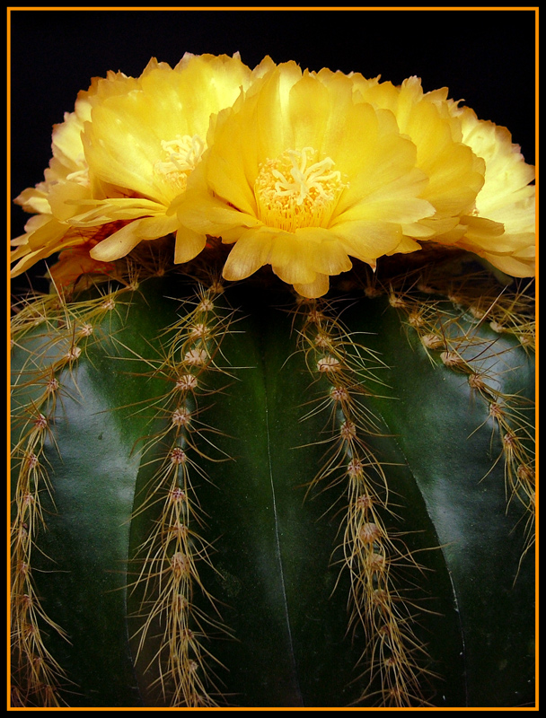 CACTUS