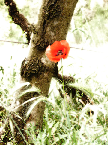 scena