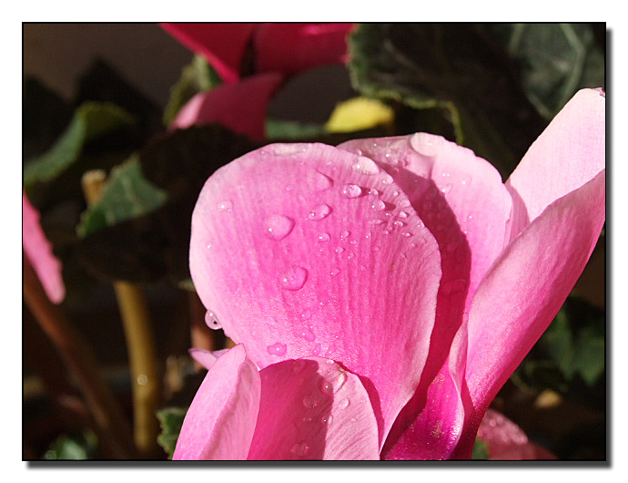 Prova macro