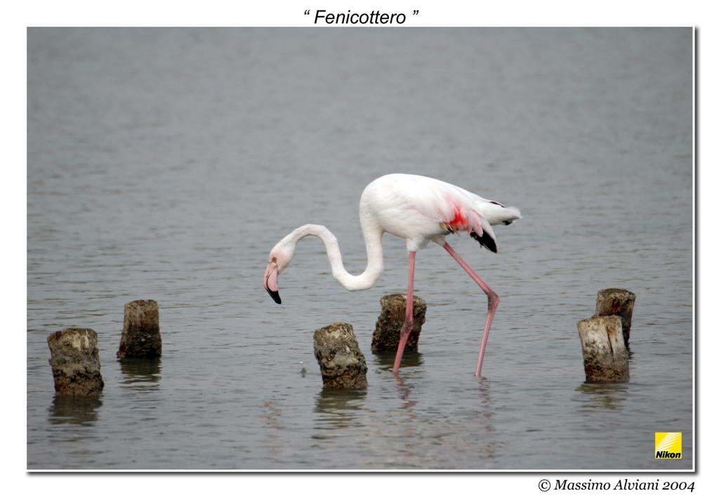 Fenicottero