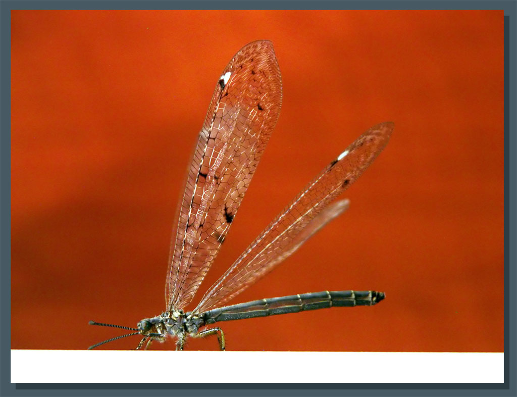 FALENA o LIBELLULA