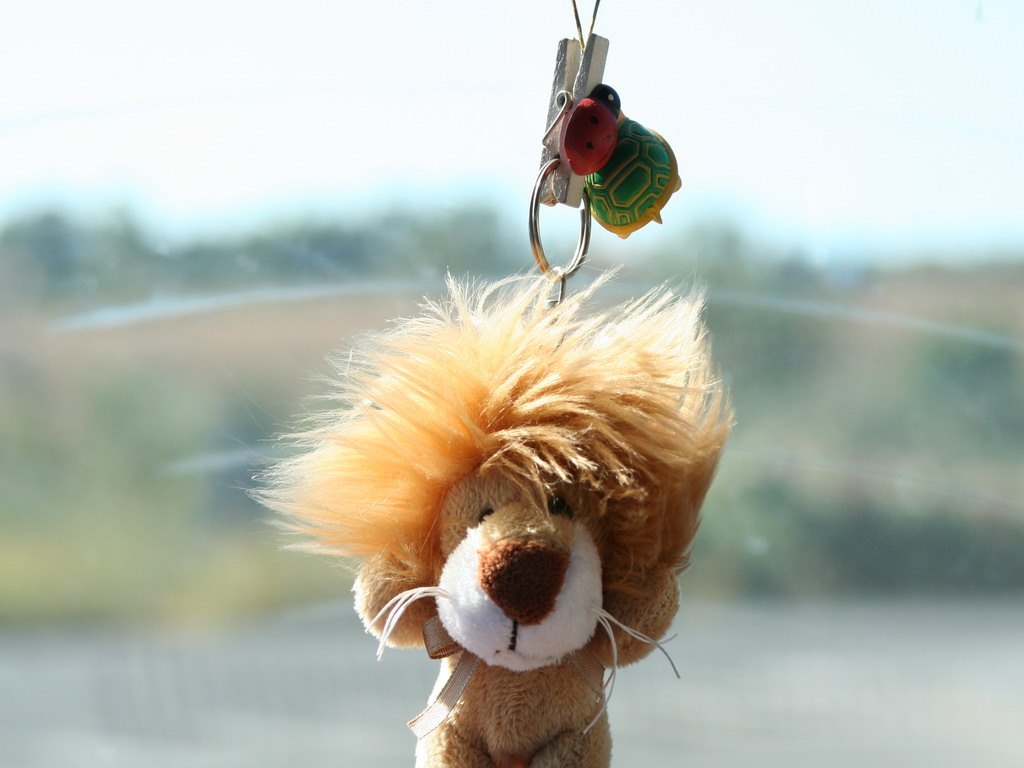 Lion