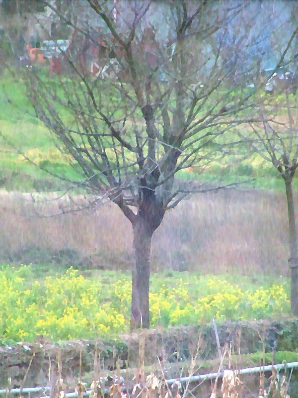albero invernale (elaborazione con filtro)