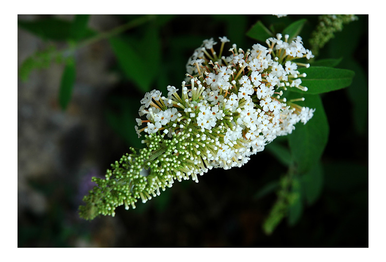 macro