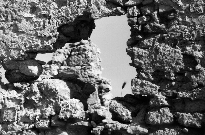 Spiga tra rovine