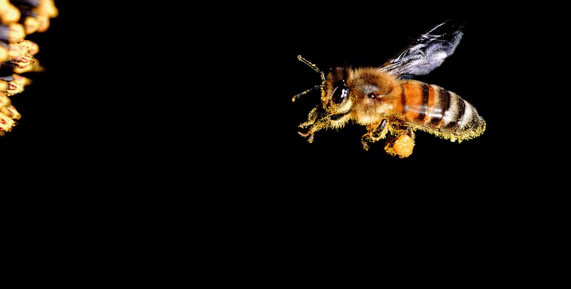 Ape in volo su girasole