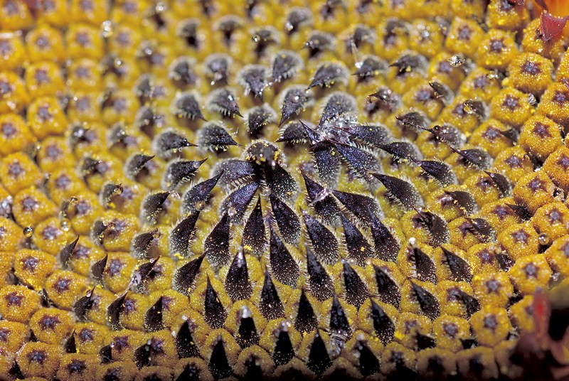 Cuore di girasole..effetto ottico!!!