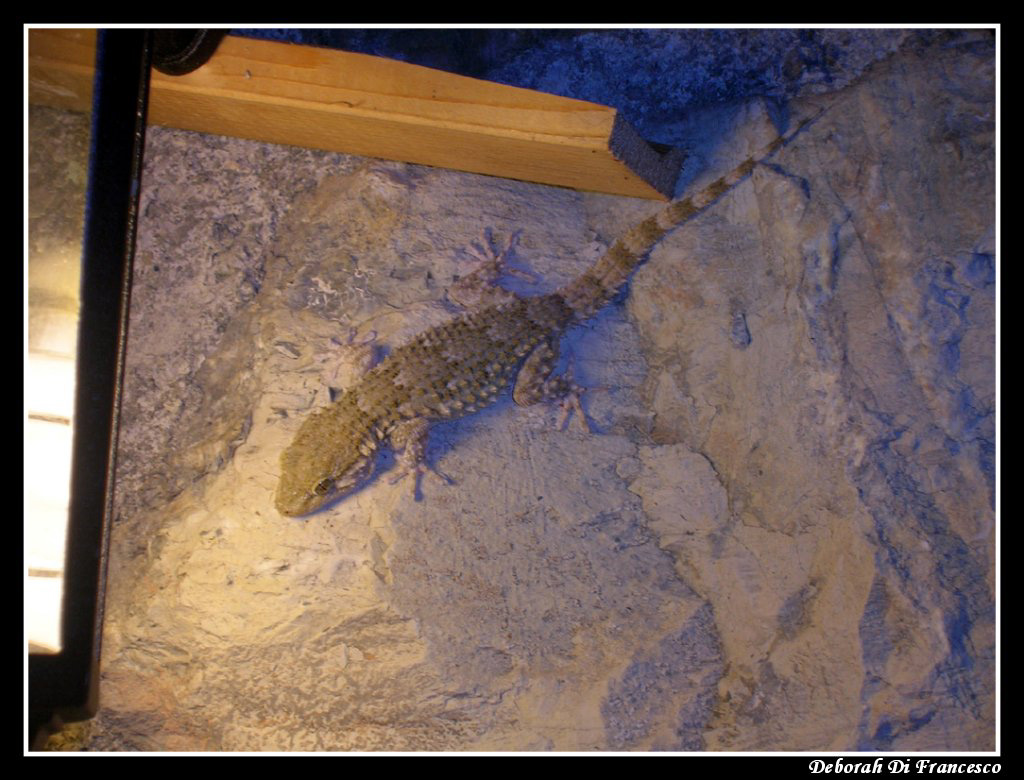 Geco