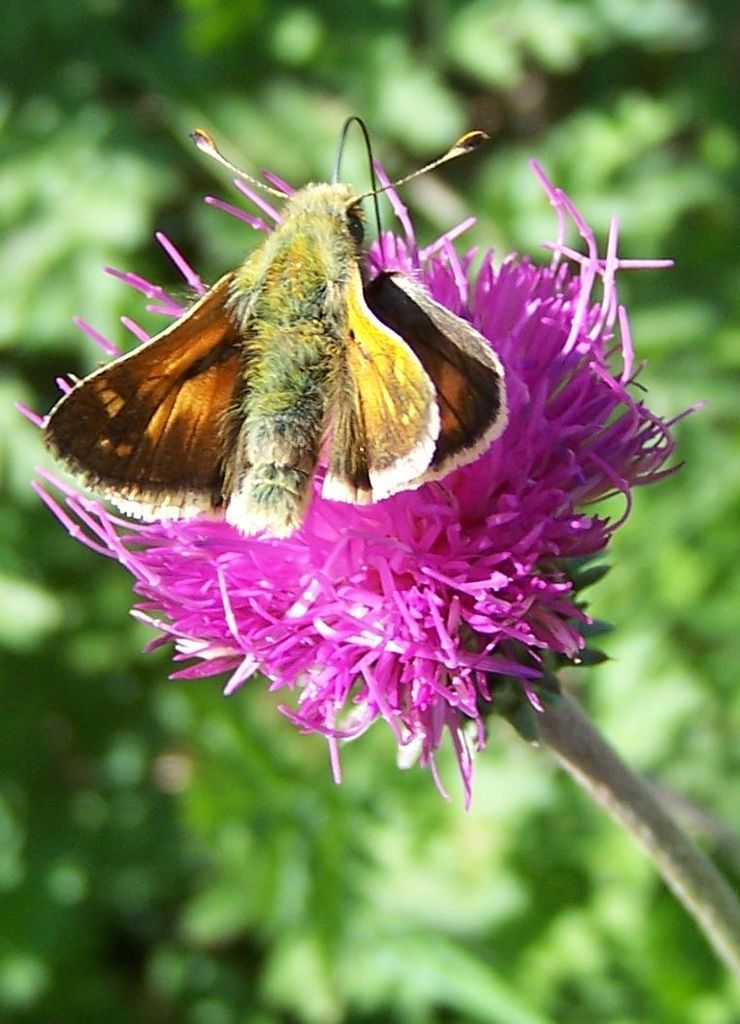 macro