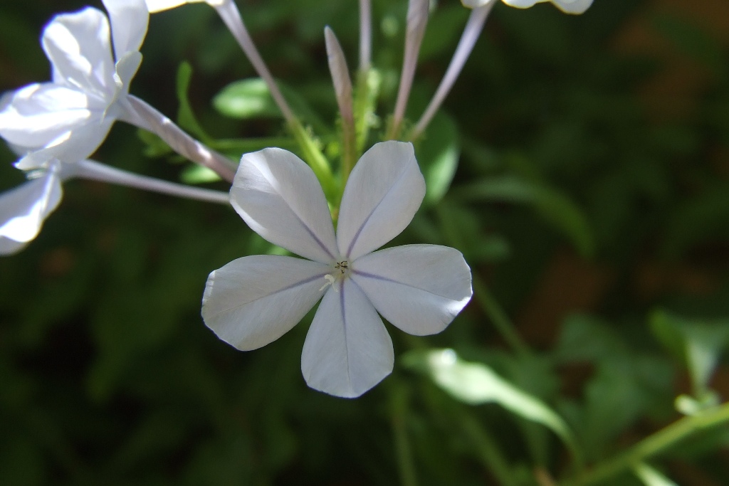 Macro 1