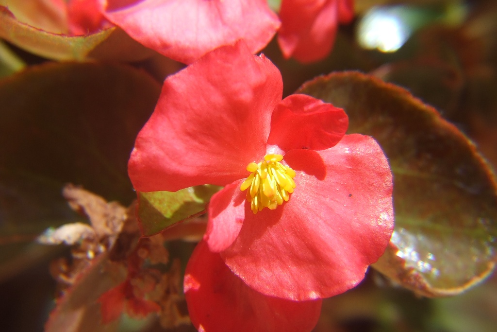 Macro 2