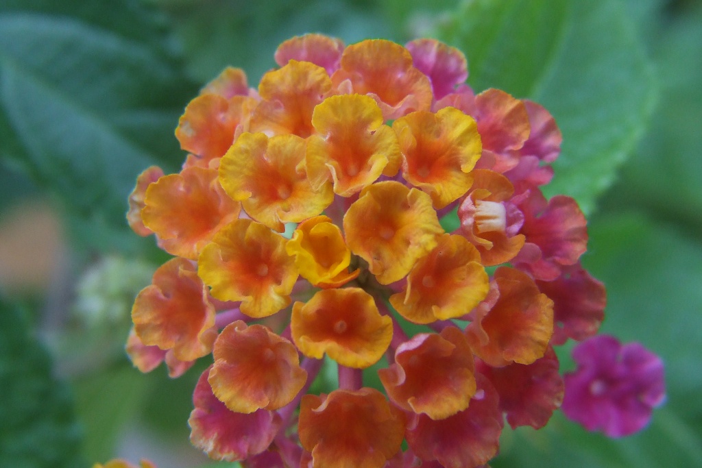 Macro 3