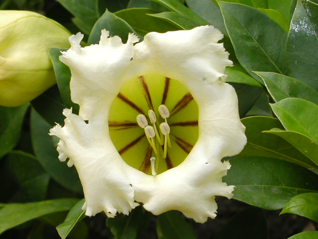 Chi lo sa