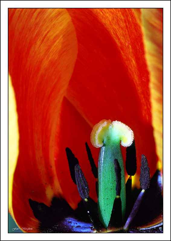 tulipano