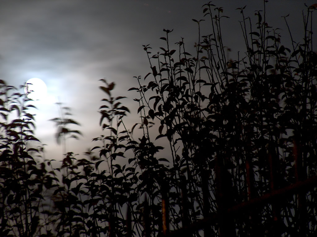Vento di luce