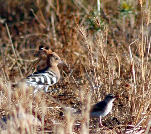 Upupa e allodola