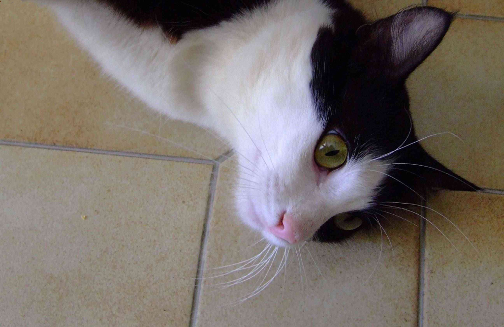 Cat's EYES
