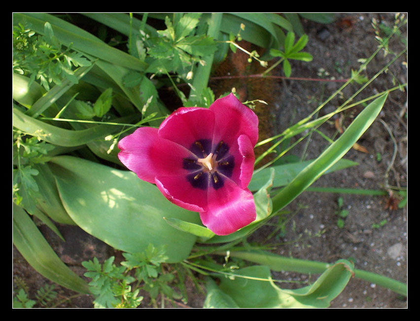 pink flower