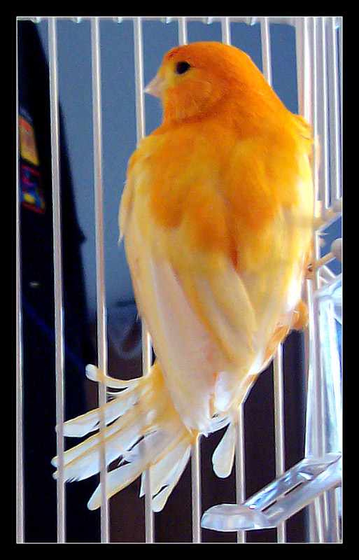 merlino