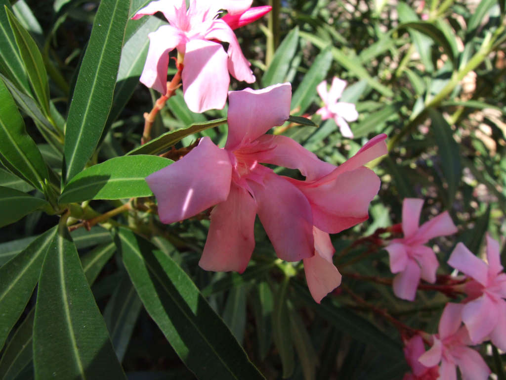 Fiore-macro